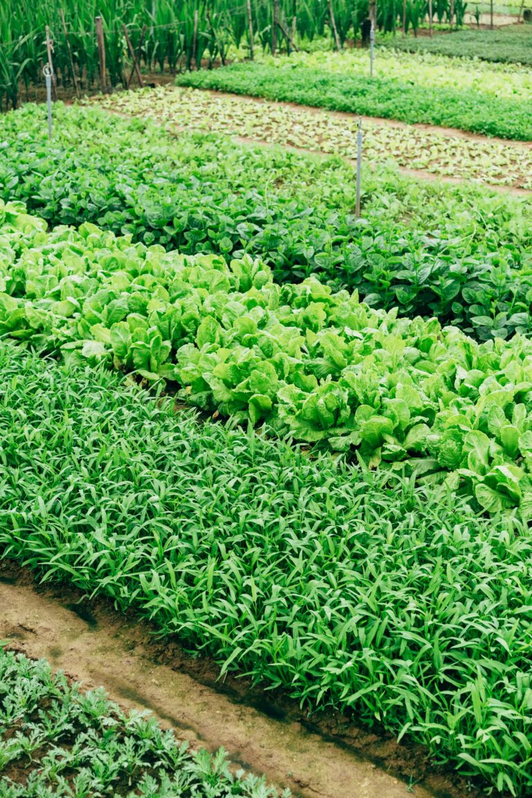 Innovazioni in Agricoltura: Sfide e Opportunità