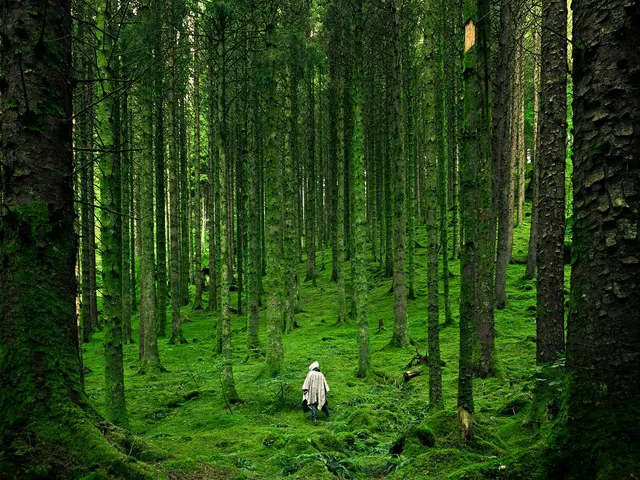 Persona in cammino in una foresta